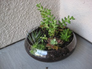 succulents succulents