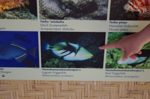 coolfish